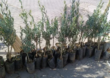 Gelecek nesillere daha yeşil bir mahalle bırakacaklar
