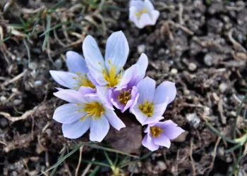 Kardelenler baharın müjdesini verdi