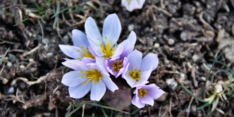 Kardelenler baharın müjdesini verdi