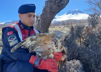 Jandarmanın yaralı bulduğu kızıl şahin tedavi altında