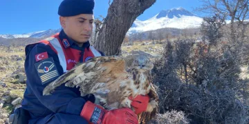 Jandarmanın yaralı bulduğu kızıl şahin tedavi altında
