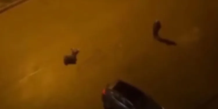 Batman’da cinayet: 2 ölü