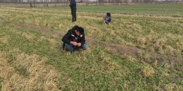 Iğdır’da yonca hortumlu böceği ile mücadele çalışmaları