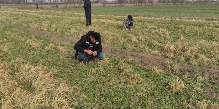 Iğdır’da yonca hortumlu böceği ile mücadele çalışmaları