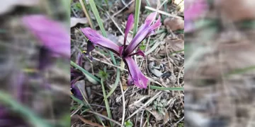 Bahar geldi, kırnavruzu görüldü