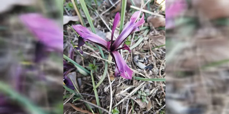 Bahar geldi, kırnavruzu görüldü