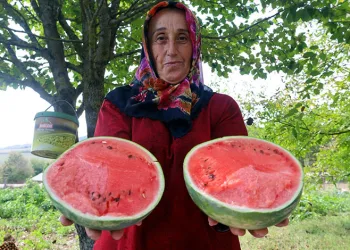 Üreticilere karpuz tohumu desteği