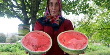 Üreticilere karpuz tohumu desteği