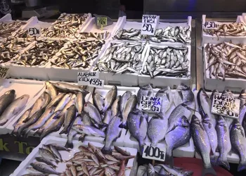Balık çok alan yok