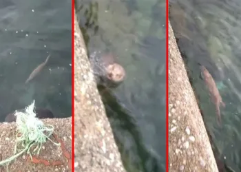 Nesli tükenmekte olan su samuru, Sinop’ta görüntülendi
