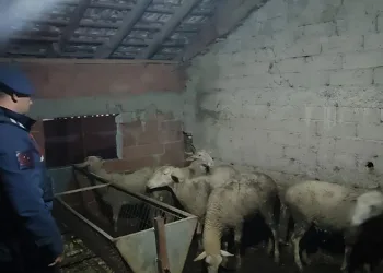 İznik’ten çalınan koyunlar Yenişehir’de bulundu