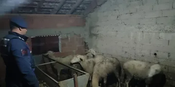 İznik’ten çalınan koyunlar Yenişehir’de bulundu