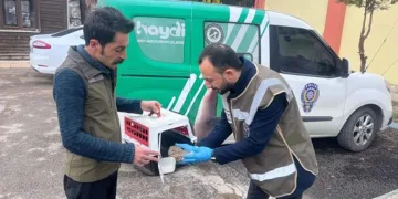 Yaralı halde bulunan yaralı baykuş yavrusu tedavi altına alındı