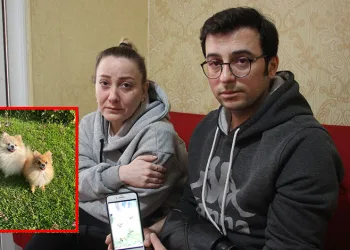 Eğitime gönderdikleri köpeklerinin cansız bedenlerini aldılar