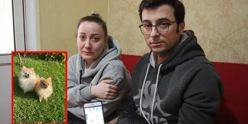 Eğitime gönderdikleri köpeklerinin cansız bedenlerini aldılar
