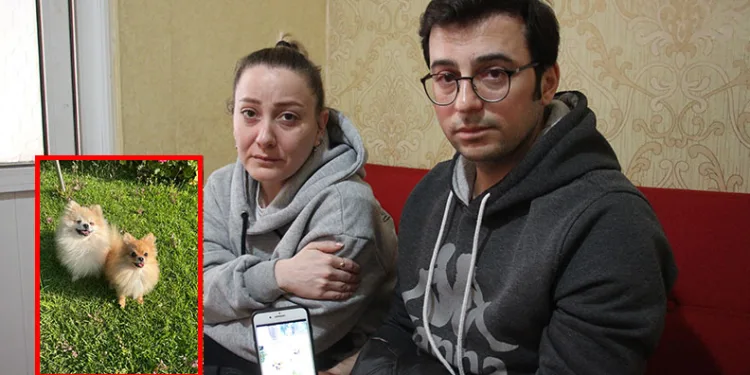 Eğitime gönderdikleri köpeklerinin cansız bedenlerini aldılar