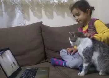Telefon ve bilgisayar bağımlısı kedi