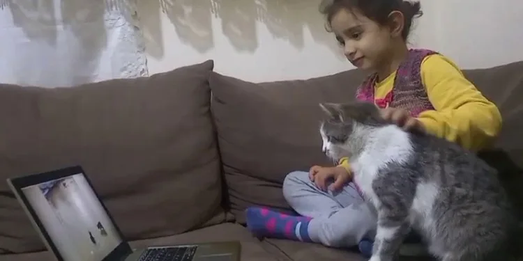 Telefon ve bilgisayar bağımlısı kedi