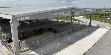 Gölbaşı’nda canlı hayvan pazarı ve borsası kuruluyor