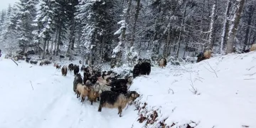 Sakarya’nın yüksek kesimleri beyaz gelinliğini giydi
