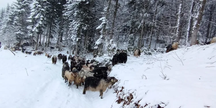 Sakarya’nın yüksek kesimleri beyaz gelinliğini giydi