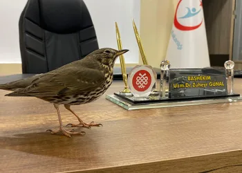 Ardıç göç yolunda yorgun düştü