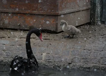 Kuğulu Park’ın yeni yavruları