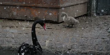 Kuğulu Park’ın yeni yavruları