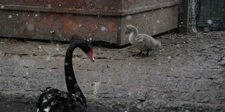 Kuğulu Park’ın yeni yavruları