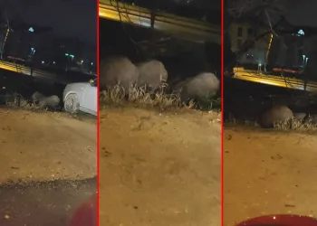 Bursa’da aç kalan domuzlar şehir merkezine indi