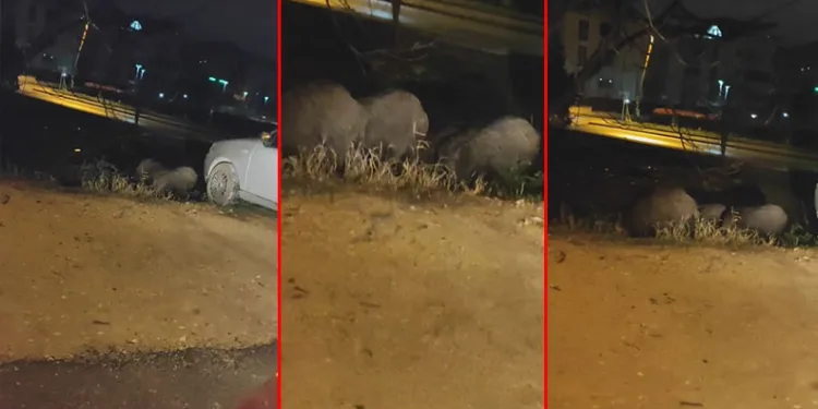 Bursa’da aç kalan domuzlar şehir merkezine indi