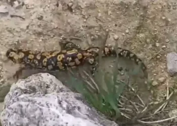 Batman’da sarı benekli semender görüldü