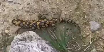 Batman’da sarı benekli semender görüldü