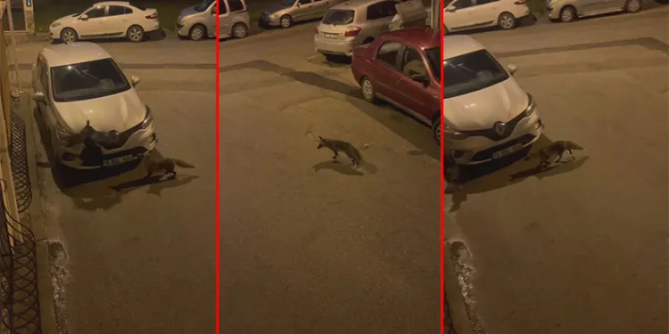 Bursa’da aç kalan tilki, hindiyi sıkıştırdı