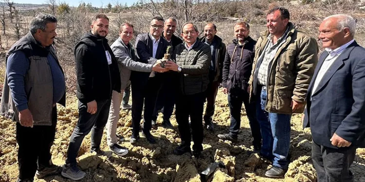 Biberiye fidanları toprakla buluşturuldu