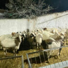 Konya'da koyun hırsızlığı şüphelisi yakalandı