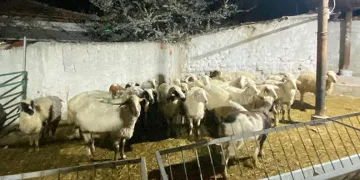 Konya’da koyun hırsızlığı şüphelisi yakalandı