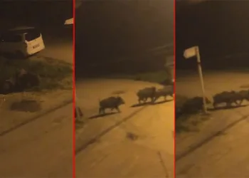 Bursa’da aç kalan domuz sürüsü şehir merkezine indi