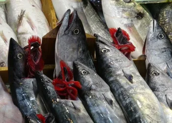 Palamut için av yasağı başlıyor