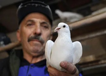 40 yıldır kumrularla çocuk gibi ilgileniyor