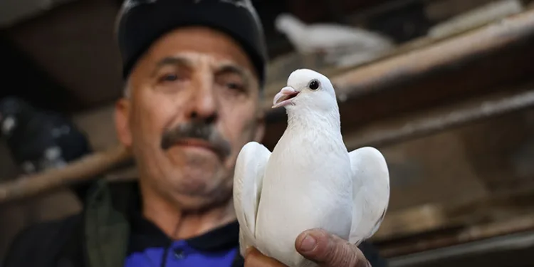40 yıldır kumrularla çocuk gibi ilgileniyor