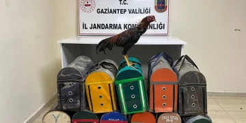 Horoz dövüştüren 26 şahıs suçüstü yakalandı
