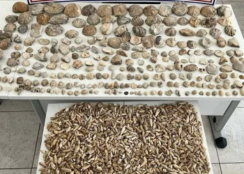 Karaman’da bin 780 adet bitki ve hayvan fosili ele geçirildi