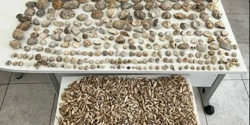 Karaman’da bin 780 adet bitki ve hayvan fosili ele geçirildi
