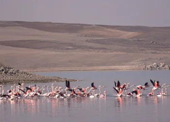 Flamingo akını bozkırı renklendirdi