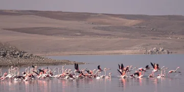 Flamingo akını bozkırı renklendirdi