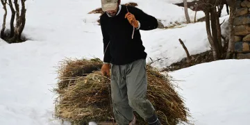 Besiciler 5 aydır kızaklarla saman taşıyor