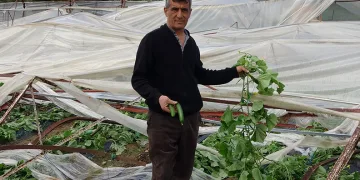 Hortum seraları yerle bir etti