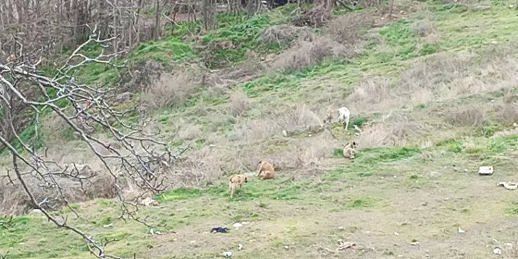 Başıboş köpekler, çevre sakinlerini tedirgin ediyor