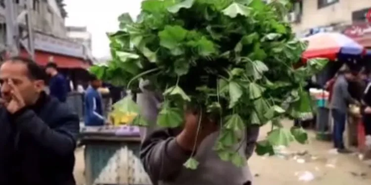Gazze’de yabani bitki satılmaya başlandı